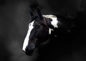 equine portrait photgrapher